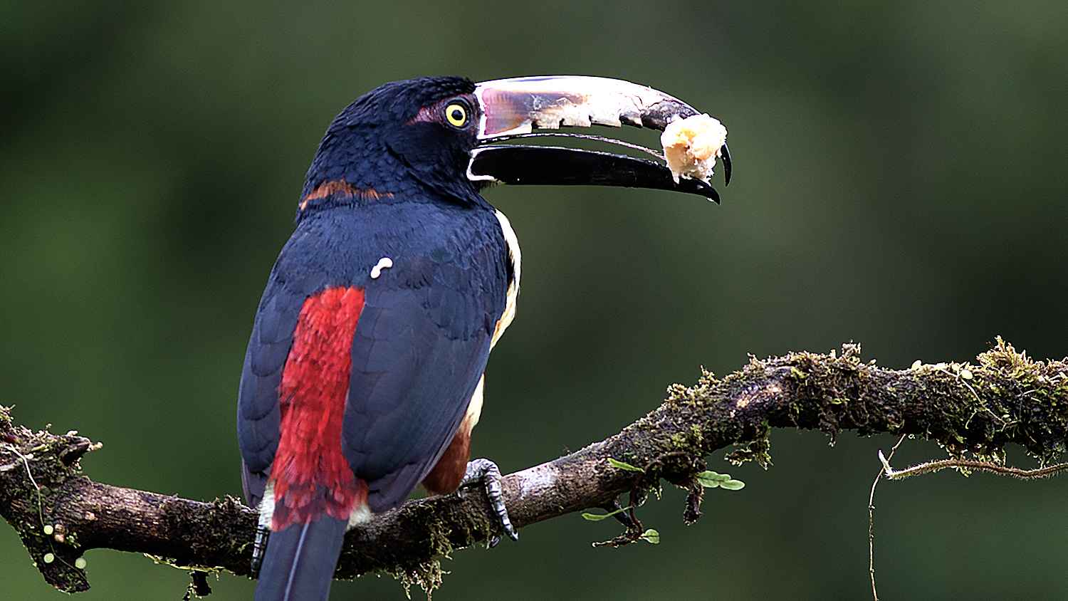 Collared Aracari